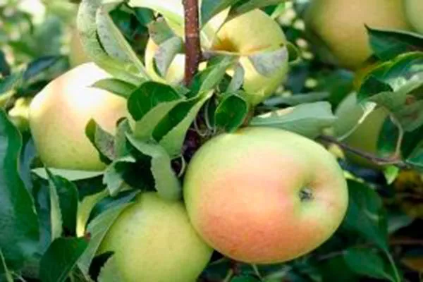 Подснежник1 Посадка яблони49