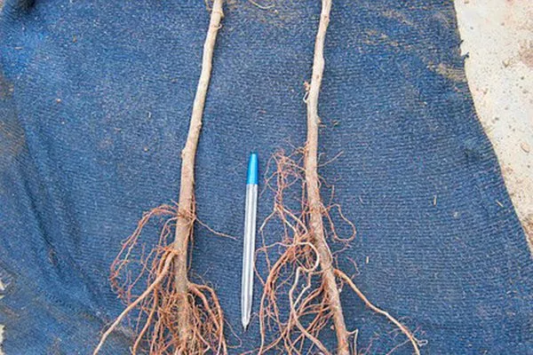 Подвой Привой и подвой яблони6