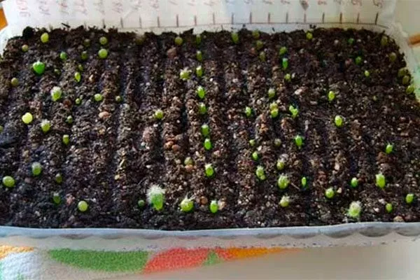 Поэтапное руководство по высадке рассады или семечек Мини кактусы38