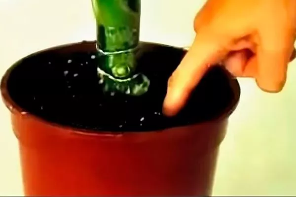 Погрузите палец в землю на глубину 2-3 см способы полива герани19