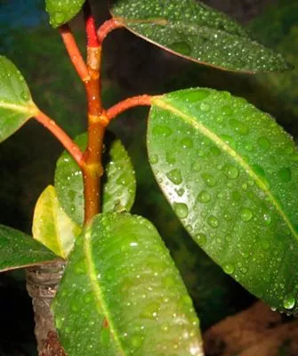 Покраснение стебля фикуса покраснение стеблей11