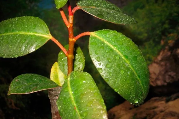 Покраснение стебля фикуса покраснение стеблей11