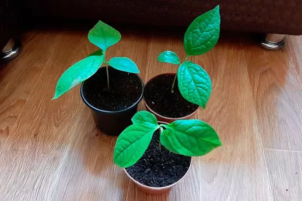 Покупка семян или готовой рассады комнатная хурма17