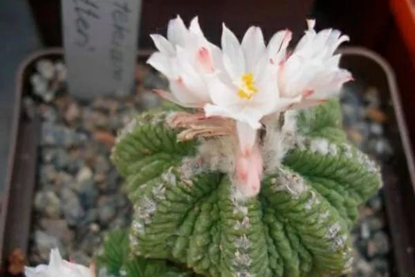 Полив Азтекиум13