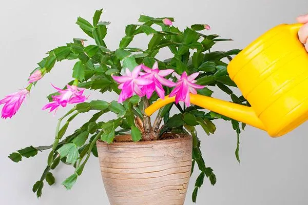 полив Эпифитные кактусы13