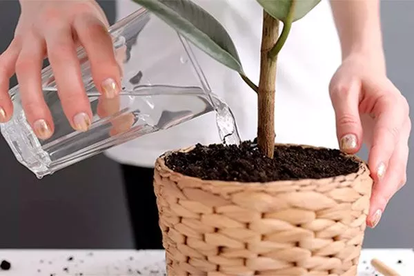 Полив Фикус лиролистный бамбино17