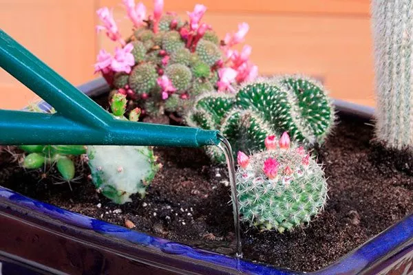 Полив и подкормка Виды мелокактусов31