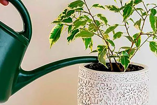 Полив и подкормка2 Вариеготные фикусы24