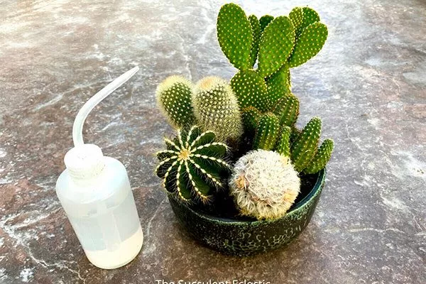 Полив и влажность Опунция описание22