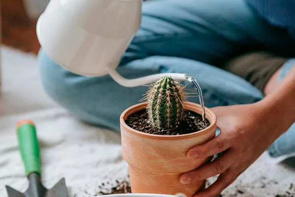 Полив Копьяпоа20