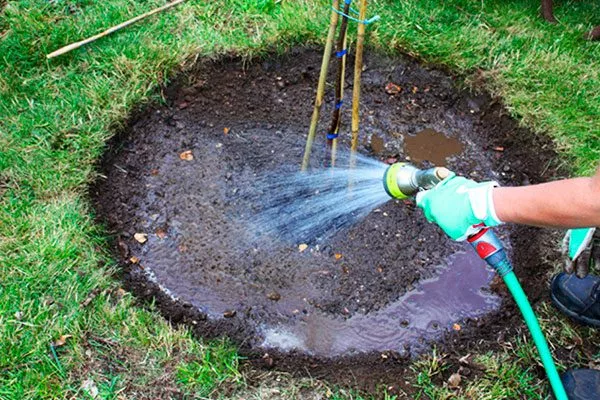 полив обильно саженец