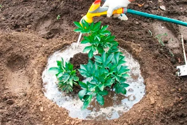 Полив укрыть пионы перед зимовкой31