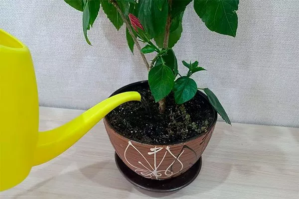 полив в керамическом горшке Типы горшков и контейнеров18