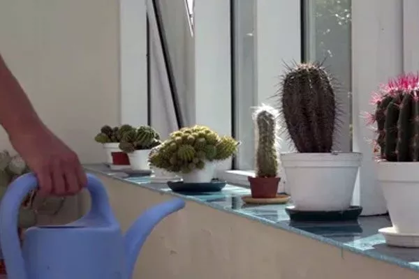 полив Заболевания кактусов18