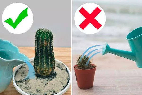 полив кактуса
