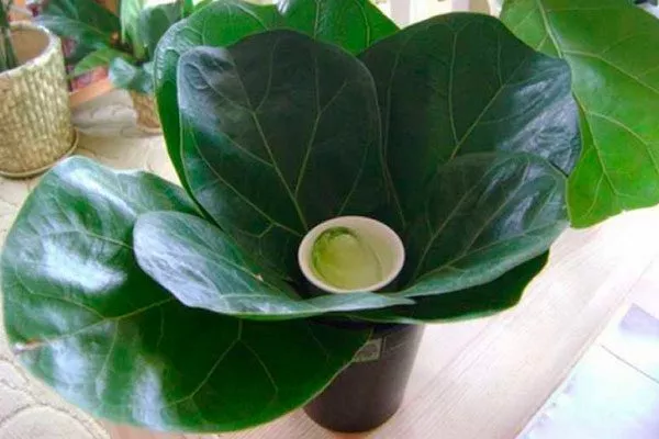 полив1 Фикус лиролистный бамбино18