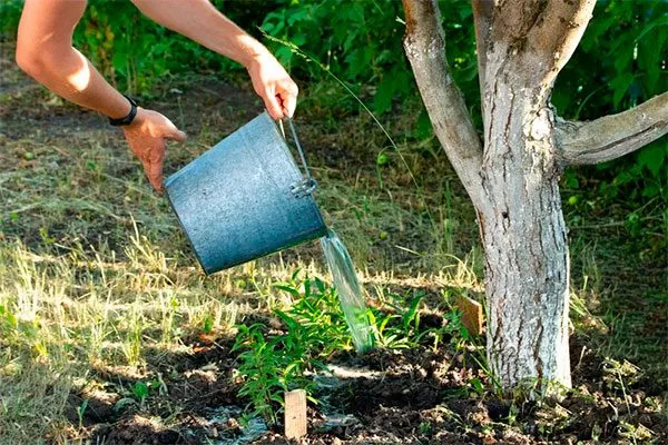 Поливы органическое садоводство20