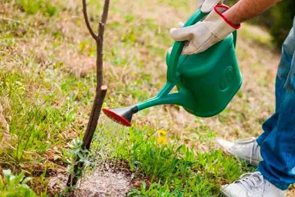 Поливы Выращивание из семян16