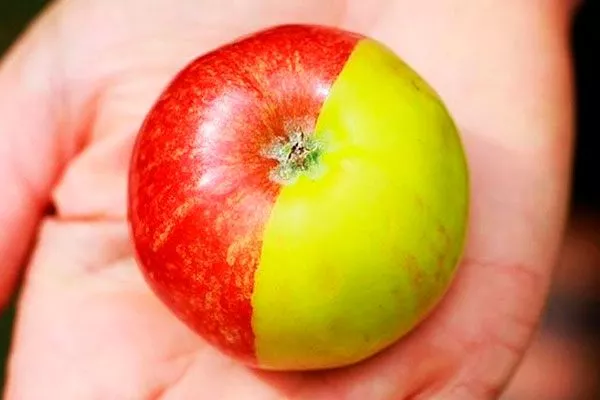 половинчатое яблоко