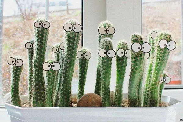 Помогают думать Мифы о кактусах16