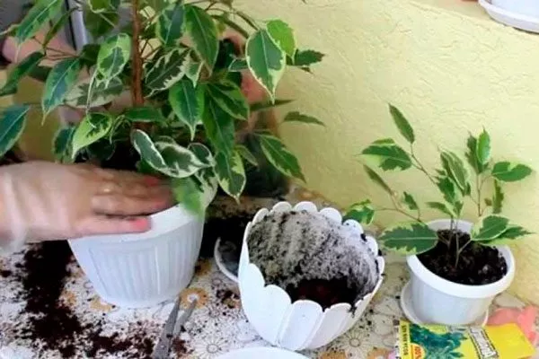 посадка Фикус бенджамина40