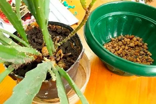 Посадка и пересадка Эпифиллум6