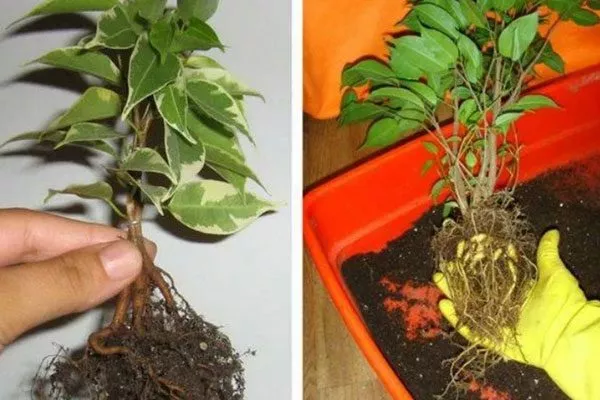 Посадка и пересадка Фикус бенджамина37