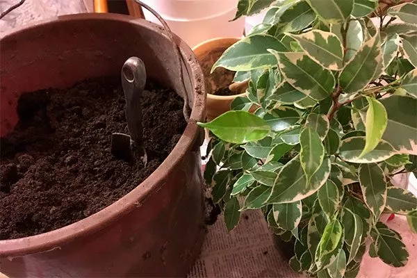 Посадка и пересадка2 Фикус бенджамина39