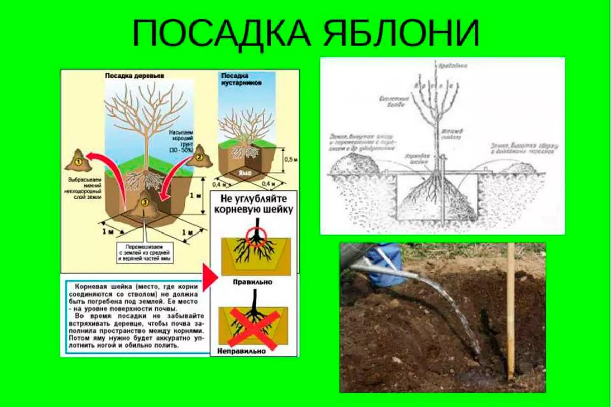 Посадка органическое садоводство21