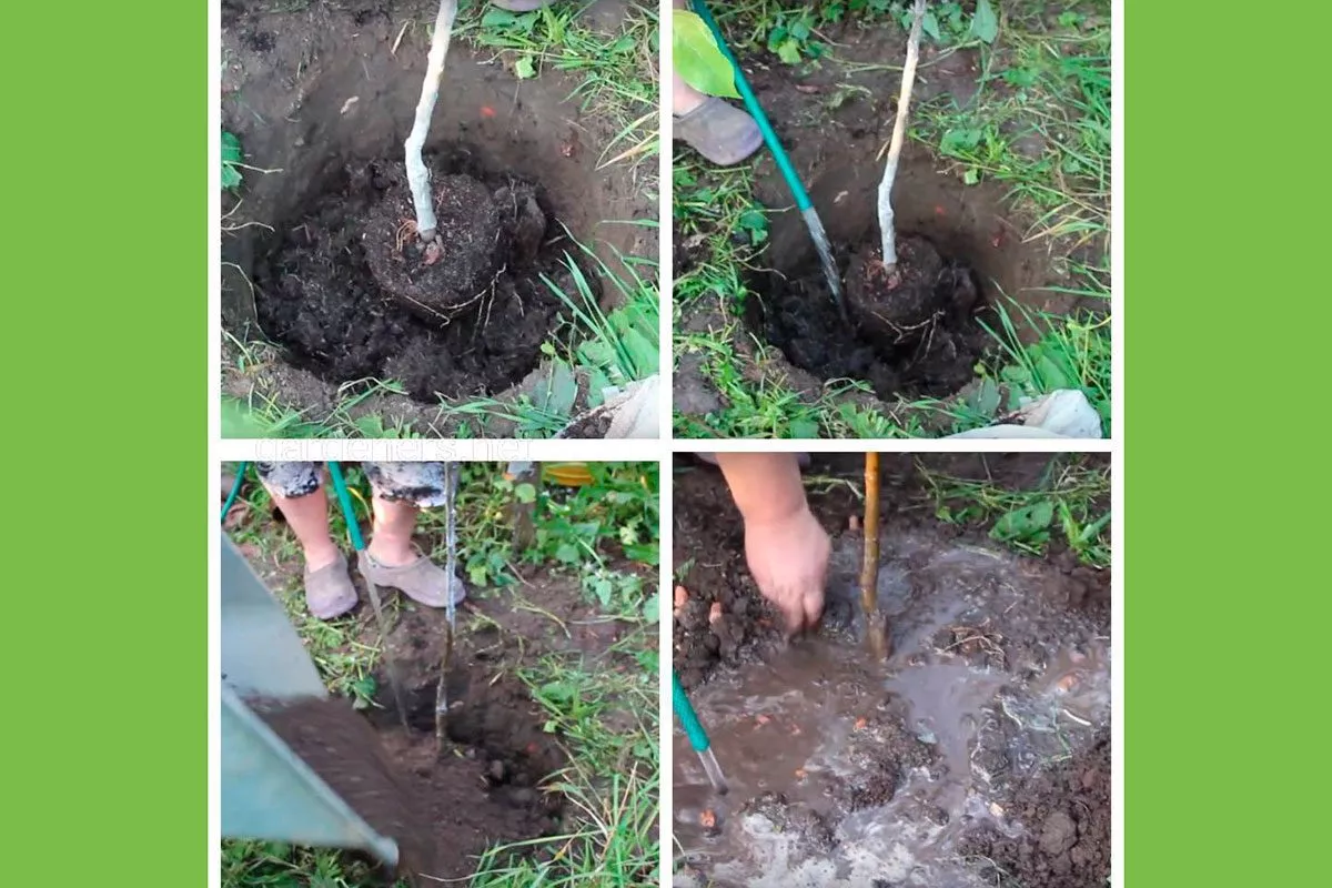 посадка пересадка яблони15