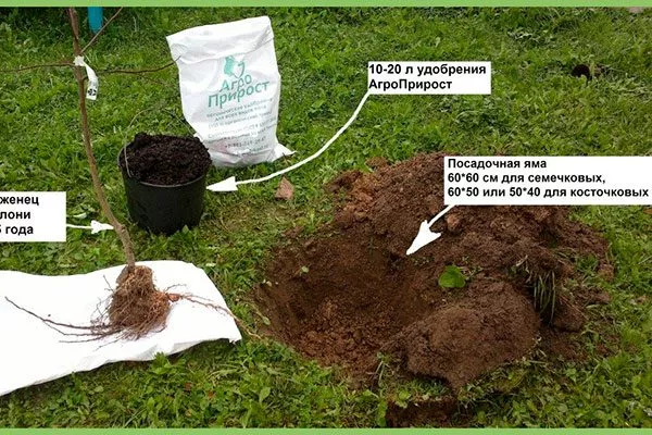 посадка в грунт Выращивание из семян17