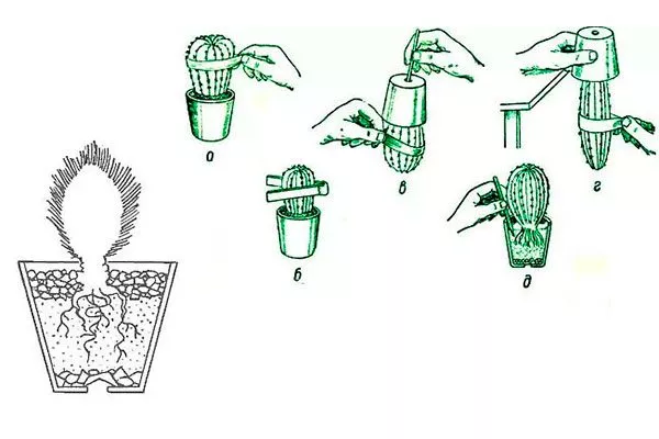 Посадка Виды мелокактусов32