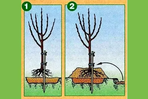 Посадка яблонь при высоком уровне грунтовых вод Посадка яблони50