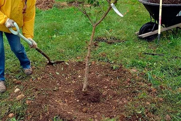 Посадка2 органическое садоводство22