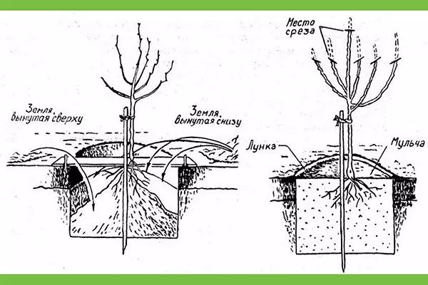 посадке яблонь на шпалерах Яблоня на шпалере20