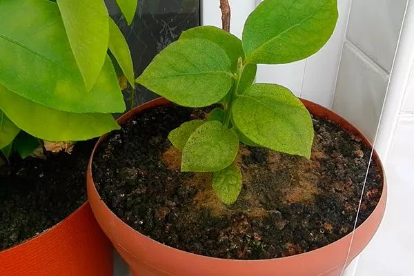 посадки саженца хурмы комнатная хурма19