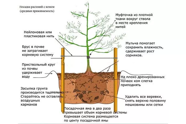 Посадочная яма и глубина посадки Посадка яблони51