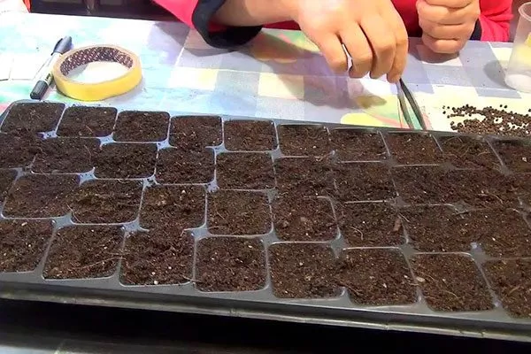 Посев Гибизкус из семян6