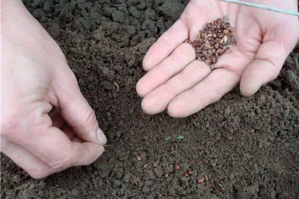 посев Выращивание из семян18