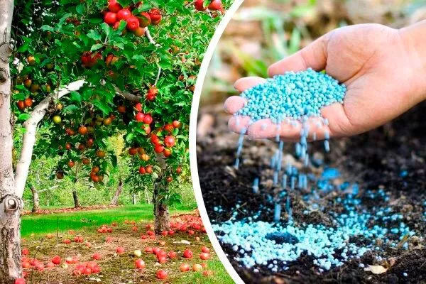 Последняя подкормка Зимовка яблони18