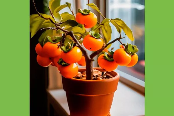 поспевание плодов комнатная хурма20