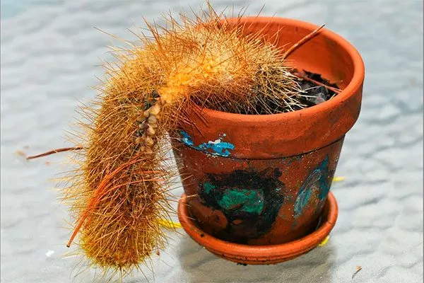 повядший кактус