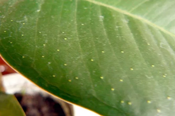 Появление мелких рыжих точек