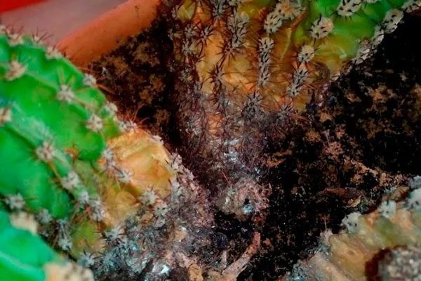 появление плесени и гнили корни кактуса10