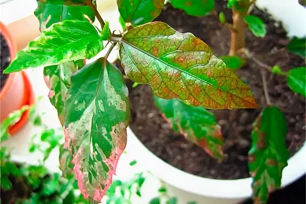 Появление пятен на листьях освещение для гибискуса18