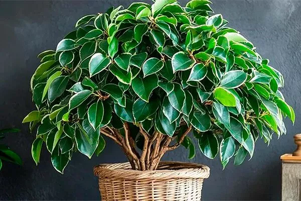 правила перемещения фикуса правила перемещения фикуса12