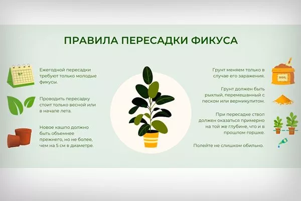 правила пересадки стимулировать цветение7