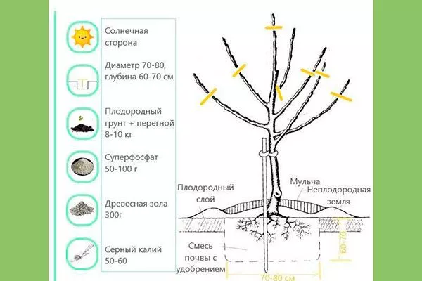 правила посадки Выращивание из семян19