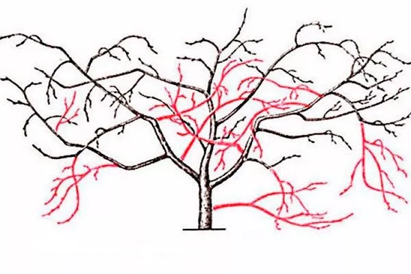 Правила регулярной обрезки хурмы Ошибки выращивания15