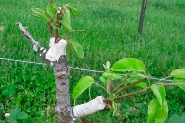 Правила ухода за привитой яблоней Подвой у яблони7